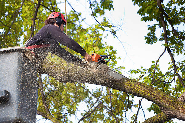 Orange Grove, TX Tree Services Company